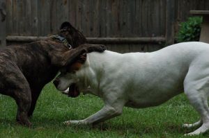 Dogs Playing